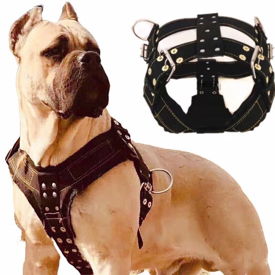 Collier Renforcé Animexa™ – Spécial Grands Chiens & Puissance