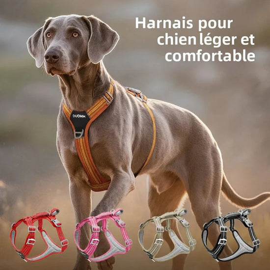 Harnais de Sécurité Animexa™ – Double Poignée & Anti-Traction
