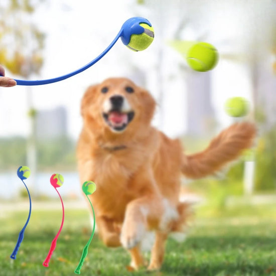 Lanceur de balles pour chien, jouet interactif d&